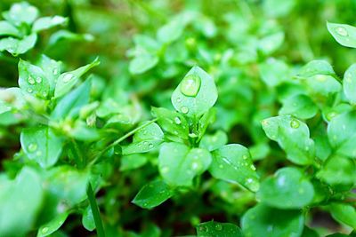 Close-up of green leaves