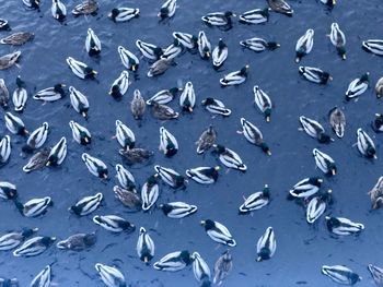 View of fish swimming in sea