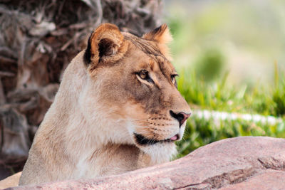 Close-up of lioness looking away