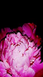 Close-up of pink rose flower against black background