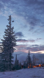 Pine trees on snow covered field against sky