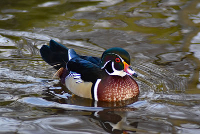 Duck swimming in lake