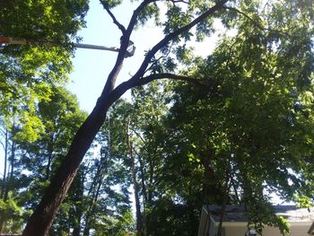 Low angle view of trees against the sky