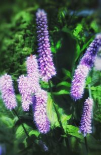 Close-up of purple flowers blooming