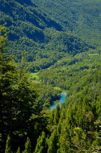 High angle view of trees in forest