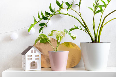 Close-up of potted plant on table