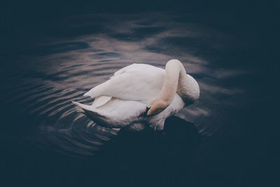 Swan swimming in lake