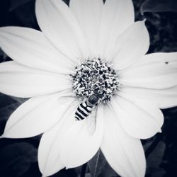 Close-up of white daisy flower