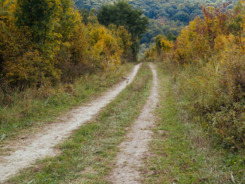 Road passing through forest