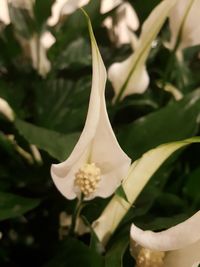 Close-up of white flowering plant