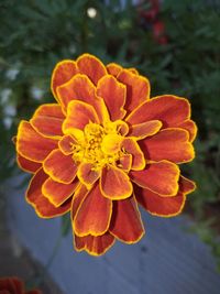 Close-up of orange flower