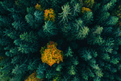 High angle view of yellow flowering plants