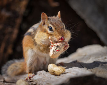 Close-up of squirrel eating food