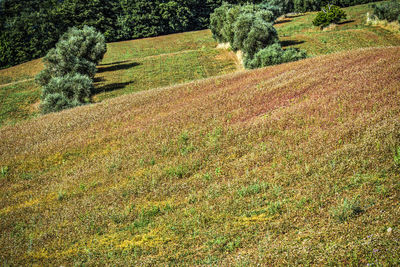 View of field