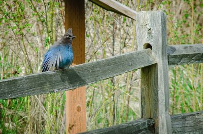 Bird perching on wood
