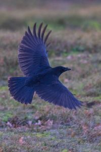 Close-up of eagle flying