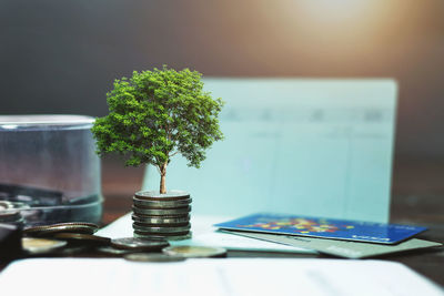 Close-up of potted plant on table