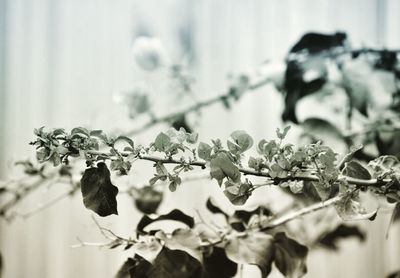 Close-up of plant against blurred background