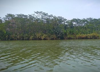 Scenic view of lake in forest against sky