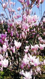 Close-up of pink flowers on tree