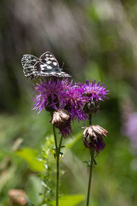 Close-up of insect on purple flower