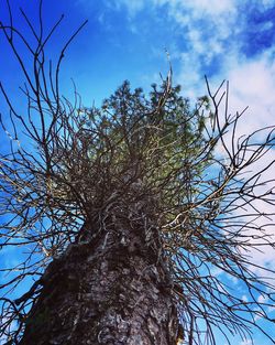 Low angle view of tree against sky