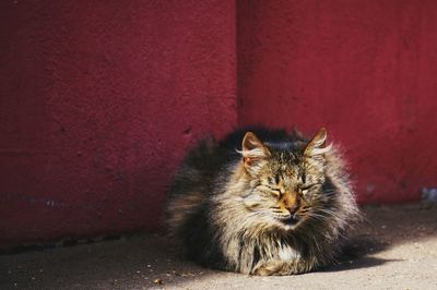 Portrait of cat sitting on wall