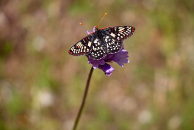 Close-up of butterfly pollinating on purple flower