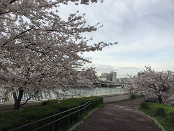 View of trees against cloudy sky