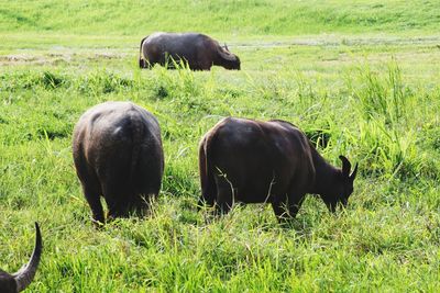 Horses grazing on field