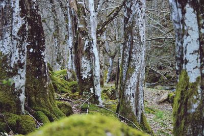 Scenic view of trees in forest