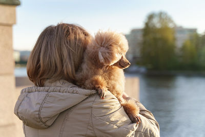 Toy poodle dog in the arms of its elderly owner on a walk close-up rear view