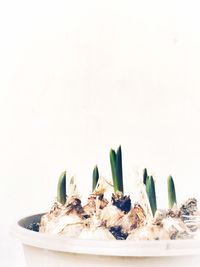 Close-up of food against white background