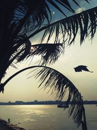 Silhouette birds flying over sea against sky