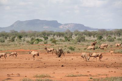 Horses in a field