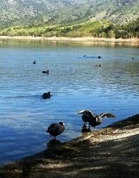 Ducks swimming in lake