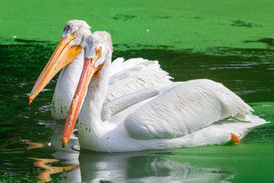 Swan swimming in lake