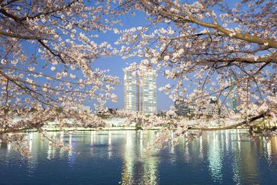 View of cherry tree with city in background