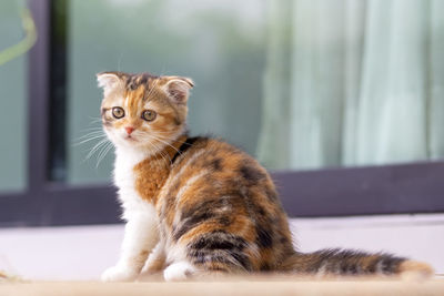Portrait of a cat sitting