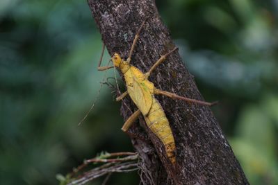 Close-up of insect on leaf against blurred background