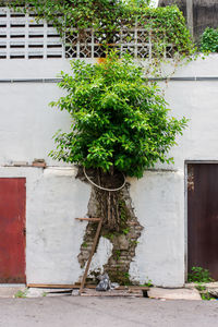 Plants growing outside building