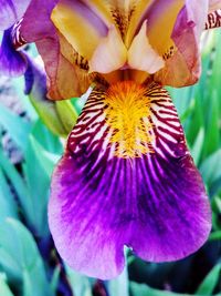 Close-up of purple iris