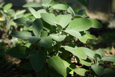 High angle view of plant growing on field