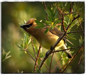 Close-up of bird perching on tree