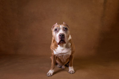 Portrait of dog sitting on floor
