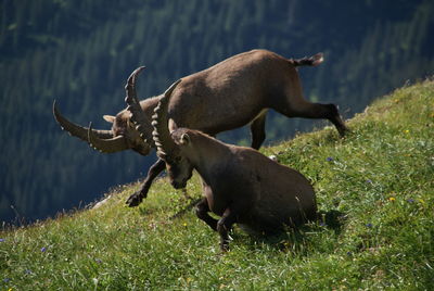 Ibexes in grass