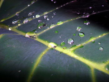 Trees in water