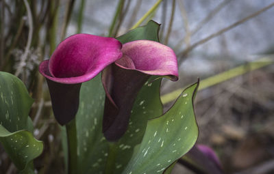 Close-up of pink flower blooming outdoors