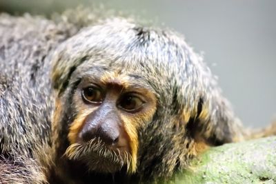 Close-up portrait of a monkey
