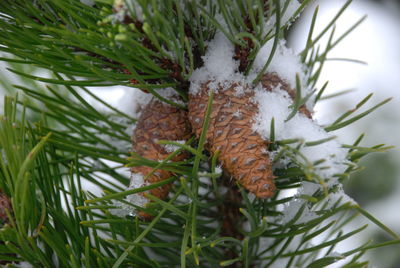 Close-up of snow on plant during winter